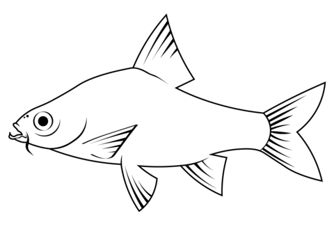 Tiger Barb (Puntigrus Tetrazona) Coloring Page